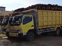 Heboh Viral Petani RI Jual Sawit ke Malaysia, Segini Harganya