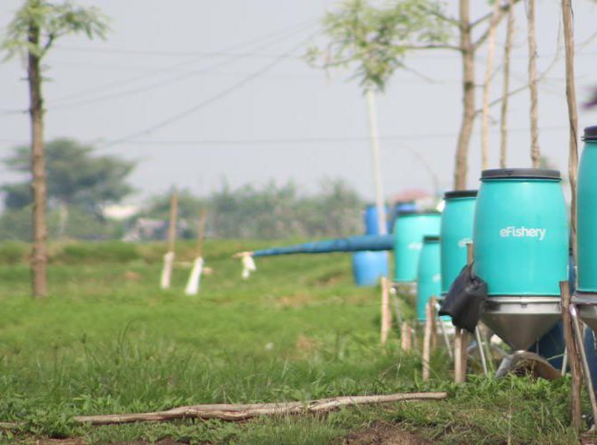 Skandal Besar eFishery: Laporan Keuangan Dipalsukan dan CEO Ditahan