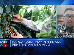 Petani Cabai Terancam Gagal Panen, Pemerintah Bisa Apa?