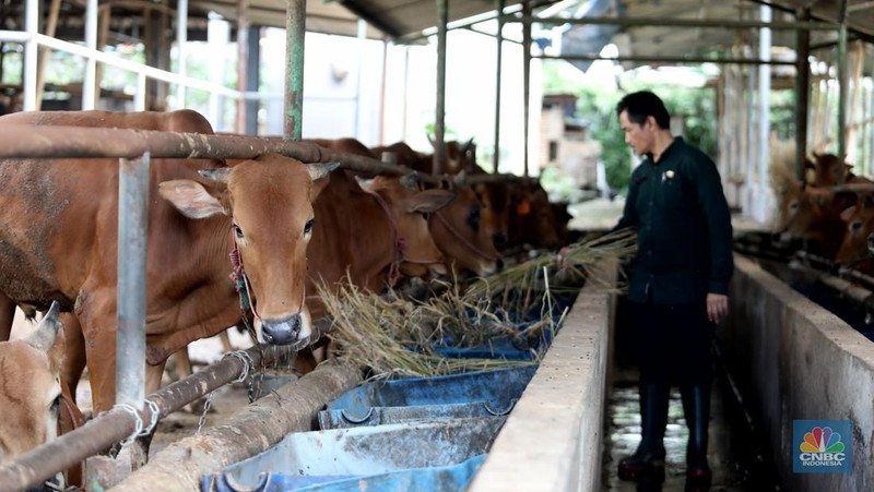 Petugas menyemprotkan cairan desinfektan untuk mencegah penyebaran penyakit mulut dan kuku pada hewan di Kandang Sapi UPTD Rumah Potong Hewan Bubulak, Bogor, Jawa Barat, Selasa, 7 Juni 2022. (CNBC Indonesia/Muhammad Sabki)
