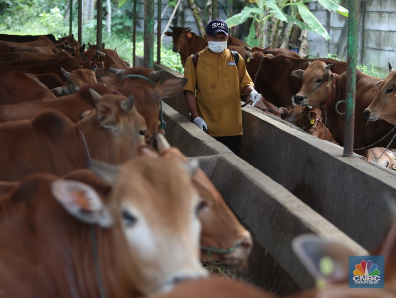 Petugas menyemprotkan cairan desinfektan untuk mencegah penyebaran penyakit mulut dan kuku pada hewan di Kandang Sapi UPTD Rumah Potong Hewan Bubulak, Bogor, Jawa Barat, Selasa, 7 Juni 2022. (CNBC Indonesia/Muhammad Sabki) Petugas menyemprotkan cairan desinfektan untuk mencegah penyebaran penyakit mulut dan kuku pada hewan di Kandang Sapi UPTD Rumah Potong Hewan Bubulak, Bogor, Jawa Barat, Selasa, 7 Juni 2022. (CNBC Indonesia/Muhammad Sabki)