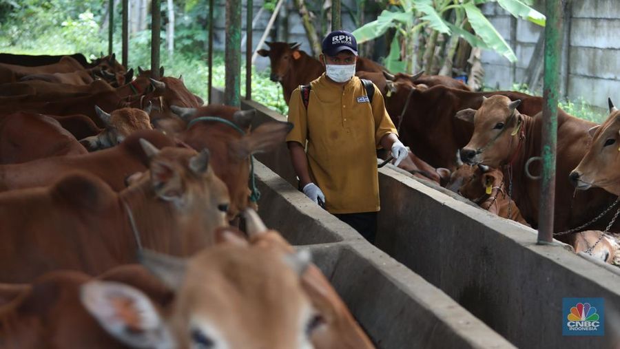 Petugas menyemprotkan cairan desinfektan untuk mencegah penyebaran penyakit mulut dan kuku pada hewan di Kandang Sapi UPTD Rumah Potong Hewan Bubulak, Bogor, Jawa Barat, Selasa, 7 Juni 2022. (CNBC Indonesia/Muhammad Sabki)