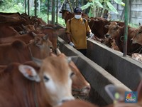 Tal Lagi Bebas! Ternak Masuk DKI Bakal Dikarantina 14 Hari