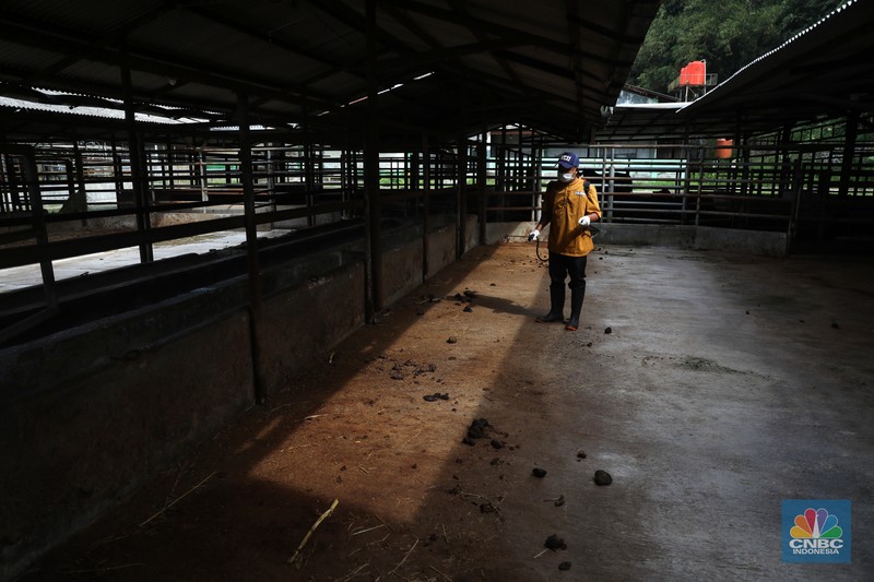 Petugas menyemprotkan cairan desinfektan untuk mencegah penyebaran penyakit mulut dan kuku pada hewan di Kandang Sapi UPTD Rumah Potong Hewan Bubulak, Bogor, Jawa Barat, Selasa, 7 Juni 2022. (CNBC Indonesia/Muhammad Sabki) Petugas menyemprotkan cairan desinfektan untuk mencegah penyebaran penyakit mulut dan kuku pada hewan di Kandang Sapi UPTD Rumah Potong Hewan Bubulak, Bogor, Jawa Barat, Selasa, 7 Juni 2022. (CNBC Indonesia/Muhammad Sabki)
