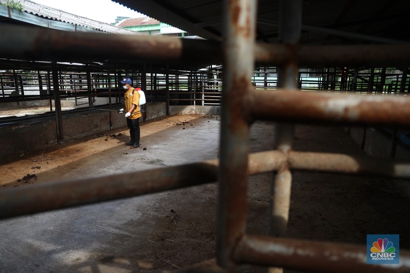 Petugas menyemprotkan cairan desinfektan untuk mencegah penyebaran penyakit mulut dan kuku pada hewan di Kandang Sapi UPTD Rumah Potong Hewan Bubulak, Bogor, Jawa Barat, Selasa, 7 Juni 2022. (CNBC Indonesia/Muhammad Sabki) Petugas menyemprotkan cairan desinfektan untuk mencegah penyebaran penyakit mulut dan kuku pada hewan di Kandang Sapi UPTD Rumah Potong Hewan Bubulak, Bogor, Jawa Barat, Selasa, 7 Juni 2022. (CNBC Indonesia/Muhammad Sabki)