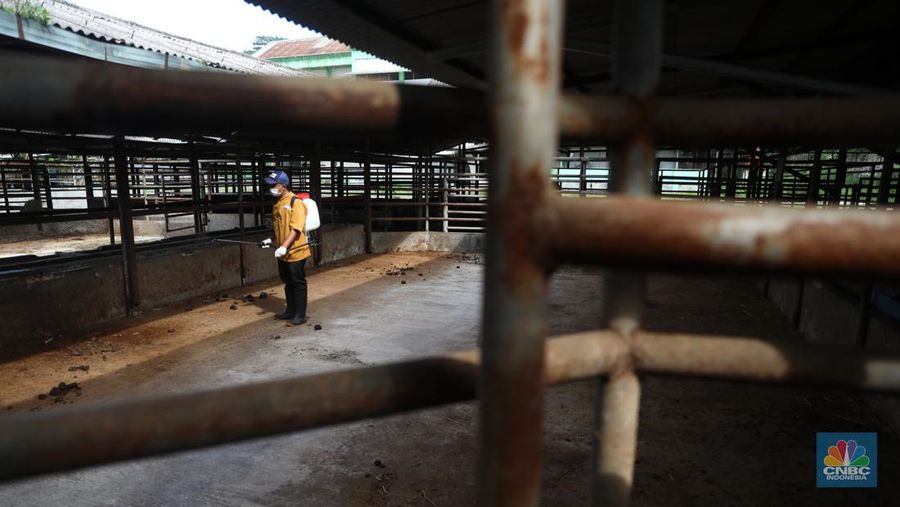 Petugas menyemprotkan cairan desinfektan untuk mencegah penyebaran penyakit mulut dan kuku pada hewan di Kandang Sapi UPTD Rumah Potong Hewan Bubulak, Bogor, Jawa Barat, Selasa, 7 Juni 2022. (CNBC Indonesia/Muhammad Sabki)