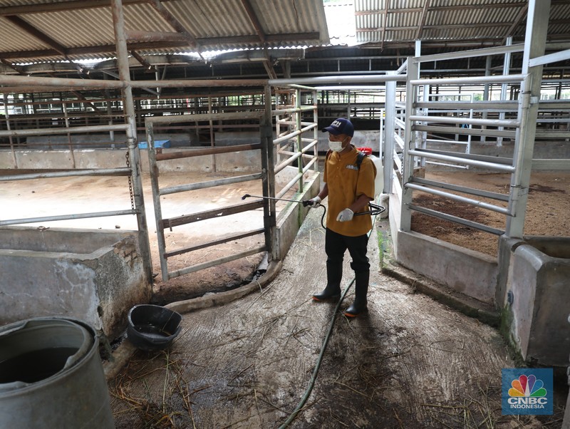 Petugas menyemprotkan cairan desinfektan untuk mencegah penyebaran penyakit mulut dan kuku pada hewan di Kandang Sapi UPTD Rumah Potong Hewan Bubulak, Bogor, Jawa Barat, Selasa, 7 Juni 2022. (CNBC Indonesia/Muhammad Sabki) Petugas menyemprotkan cairan desinfektan untuk mencegah penyebaran penyakit mulut dan kuku pada hewan di Kandang Sapi UPTD Rumah Potong Hewan Bubulak, Bogor, Jawa Barat, Selasa, 7 Juni 2022. (CNBC Indonesia/Muhammad Sabki)