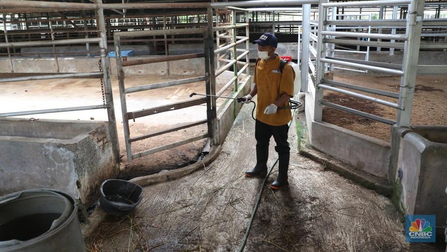 Petugas menyemprotkan cairan desinfektan untuk mencegah penyebaran penyakit mulut dan kuku pada hewan di Kandang Sapi UPTD Rumah Potong Hewan Bubulak, Bogor, Jawa Barat, Selasa, 7 Juni 2022. (վ/Muhammad Sabki)
