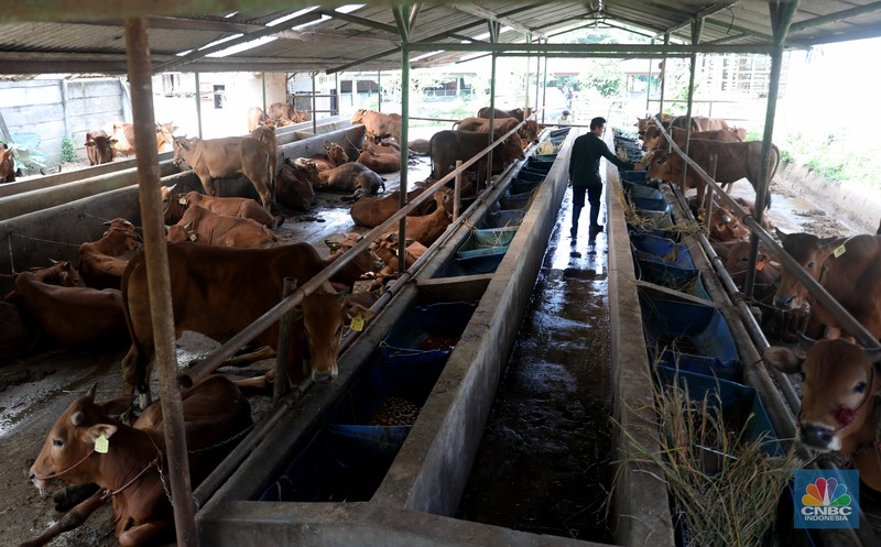 Petugas menyemprotkan cairan desinfektan untuk mencegah penyebaran penyakit mulut dan kuku pada hewan di Kandang Sapi UPTD Rumah Potong Hewan Bubulak, Bogor, Jawa Barat, Selasa, 7 Juni 2022. (CNBC Indonesia/Muhammad Sabki)