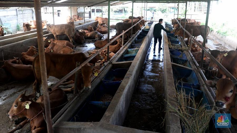Petugas menyemprotkan cairan desinfektan untuk mencegah penyebaran penyakit mulut dan kuku pada hewan di Kandang Sapi UPTD Rumah Potong Hewan Bubulak, Bogor, Jawa Barat, Selasa, 7 Juni 2022. (CNBC Indonesia/Muhammad Sabki)