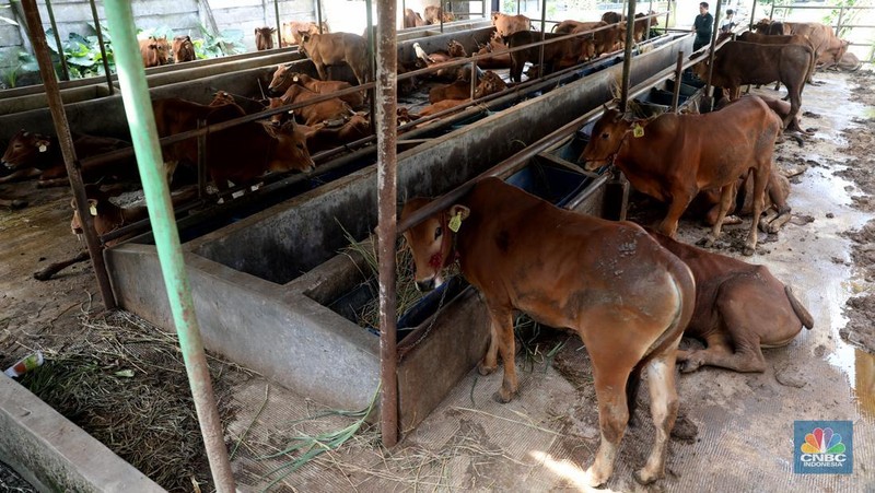 Petugas menyemprotkan cairan desinfektan untuk mencegah penyebaran penyakit mulut dan kuku pada hewan di Kandang Sapi UPTD Rumah Potong Hewan Bubulak, Bogor, Jawa Barat, Selasa, 7 Juni 2022. (CNBC Indonesia/Muhammad Sabki)