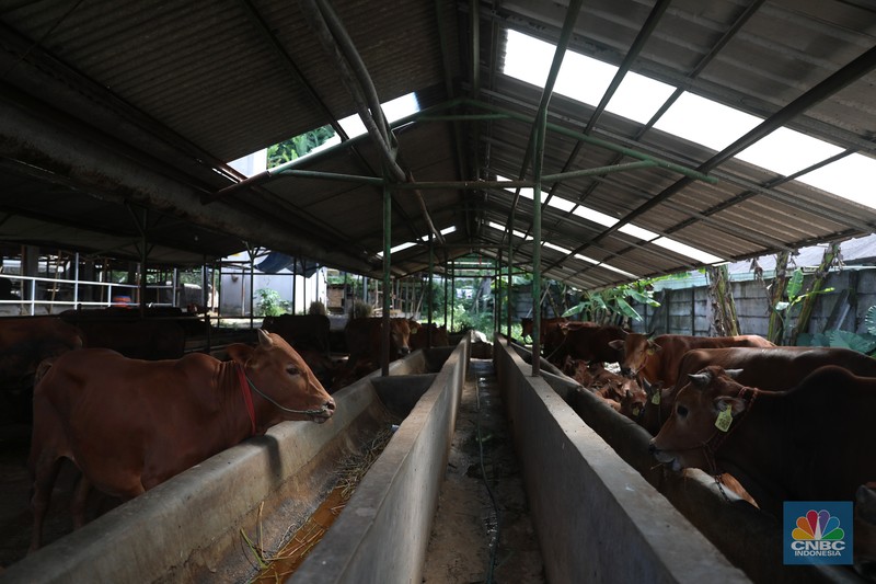 Petugas menyemprotkan cairan desinfektan untuk mencegah penyebaran penyakit mulut dan kuku pada hewan di Kandang Sapi UPTD Rumah Potong Hewan Bubulak, Bogor, Jawa Barat, Selasa, 7 Juni 2022. (CNBC Indonesia/Muhammad Sabki) Petugas menyemprotkan cairan desinfektan untuk mencegah penyebaran penyakit mulut dan kuku pada hewan di Kandang Sapi UPTD Rumah Potong Hewan Bubulak, Bogor, Jawa Barat, Selasa, 7 Juni 2022. (CNBC Indonesia/Muhammad Sabki)