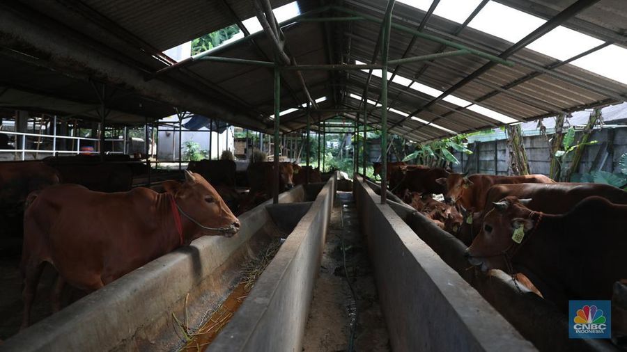 Petugas menyemprotkan cairan desinfektan untuk mencegah penyebaran penyakit mulut dan kuku pada hewan di Kandang Sapi UPTD Rumah Potong Hewan Bubulak, Bogor, Jawa Barat, Selasa, 7 Juni 2022. (CNBC Indonesia/Muhammad Sabki)