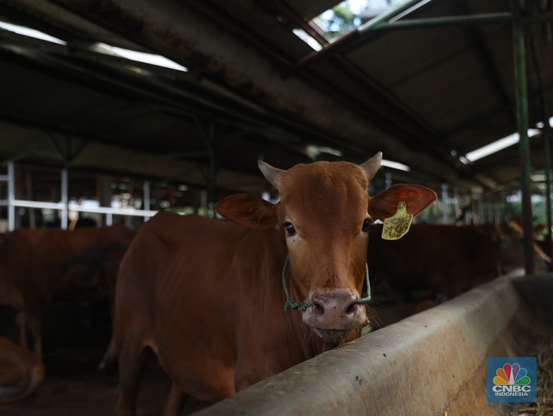Petugas menyemprotkan cairan desinfektan untuk mencegah penyebaran penyakit mulut dan kuku pada hewan di Kandang Sapi UPTD Rumah Potong Hewan Bubulak, Bogor, Jawa Barat, Selasa, 7 Juni 2022. (CNBC Indonesia/Muhammad Sabki) Petugas menyemprotkan cairan desinfektan untuk mencegah penyebaran penyakit mulut dan kuku pada hewan di Kandang Sapi UPTD Rumah Potong Hewan Bubulak, Bogor, Jawa Barat, Selasa, 7 Juni 2022. (CNBC Indonesia/Muhammad Sabki)