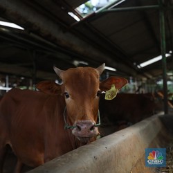 Selandia Baru Ngeri PMK dari RI, Menular ke Manusia?