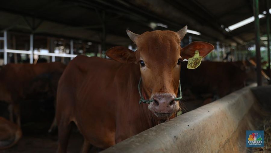 Petugas menyemprotkan cairan desinfektan untuk mencegah penyebaran penyakit mulut dan kuku pada hewan di Kandang Sapi UPTD Rumah Potong Hewan Bubulak, Bogor, Jawa Barat, Selasa, 7 Juni 2022. (CNBC Indonesia/Muhammad Sabki)
