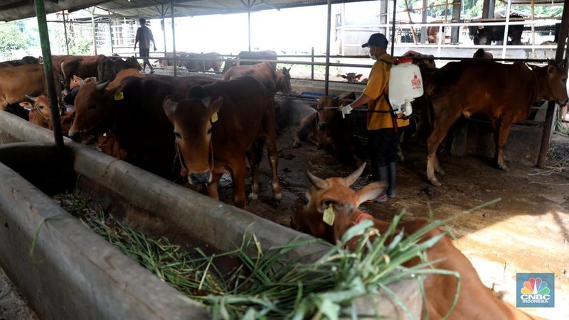 Petugas menyemprotkan cairan desinfektan untuk mencegah penyebaran penyakit mulut dan kuku pada hewan di Kandang Sapi UPTD Rumah Potong Hewan Bubulak, Bogor, Jawa Barat, Selasa, 7 Juni 2022. (CNBC Indonesia/Muhammad Sabki)