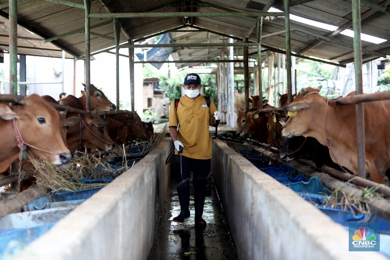 Petugas menyemprotkan cairan desinfektan untuk mencegah penyebaran penyakit mulut dan kuku pada hewan di Kandang Sapi UPTD Rumah Potong Hewan Bubulak, Bogor, Jawa Barat, Selasa, 7 Juni 2022. (CNBC Indonesia/Muhammad Sabki) Petugas menyemprotkan cairan desinfektan untuk mencegah penyebaran penyakit mulut dan kuku pada hewan di Kandang Sapi UPTD Rumah Potong Hewan Bubulak, Bogor, Jawa Barat, Selasa, 7 Juni 2022. (CNBC Indonesia/Muhammad Sabki)