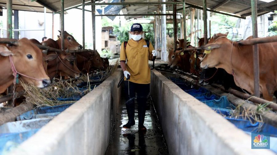 Petugas menyemprotkan cairan desinfektan untuk mencegah penyebaran penyakit mulut dan kuku pada hewan di Kandang Sapi UPTD Rumah Potong Hewan Bubulak, Bogor, Jawa Barat, Selasa, 7 Juni 2022. (CNBC Indonesia/Muhammad Sabki)