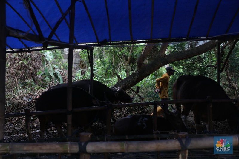 Pekerja menarik sapi dari kandang di tempat penjualan Sapi kurban di Kawasan Pasar Gembrong Bassura, Jakarta Timur, Rabu (8/6/2022). (CNBC Indonesia/Muhammad Sabki) Pekerja menarik sapi dari kandang di tempat penjualan Sapi kurban di Kawasan Pasar Gembrong Bassura, Jakarta Timur, Rabu (8/6/2022). (CNBC Indonesia/Muhammad Sabki)