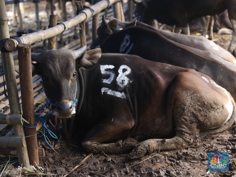 Pekerja menarik sapi dari kandang di tempat penjualan Sapi kurban di Kawasan Pasar Gembrong Bassura, Jakarta Timur, Rabu (8/6/2022). (CNBC Indonesia/Muhammad Sabki) Pekerja menarik sapi dari kandang di tempat penjualan Sapi kurban di Kawasan Pasar Gembrong Bassura, Jakarta Timur, Rabu (8/6/2022). (CNBC Indonesia/Muhammad Sabki)
