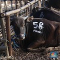 Kurban Sapi Patungan atau Kambing Sendirian, Mana Paling Utama?