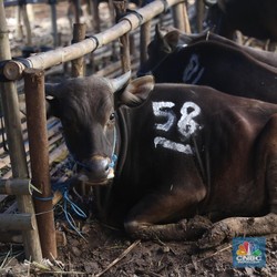 Kurban Sapi Patungan atau Kambing Sendirian, Mana Paling Utama?