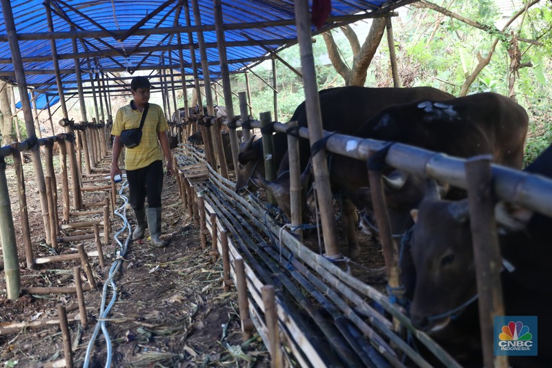 Pekerja menarik sapi dari kandang di tempat penjualan Sapi kurban di Kawasan Pasar Gembrong Bassura, Jakarta Timur, Rabu (8/6/2022). (CNBC Indonesia/Muhammad Sabki) Pekerja menarik sapi dari kandang di tempat penjualan Sapi kurban di Kawasan Pasar Gembrong Bassura, Jakarta Timur, Rabu (8/6/2022). (CNBC Indonesia/Muhammad Sabki)