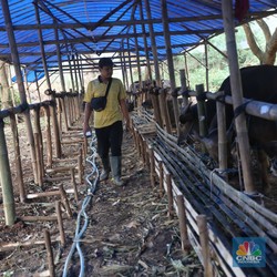 Ada Fenomena Idul Adha 2022: Stok Sapi Seret, Harga Melonjak