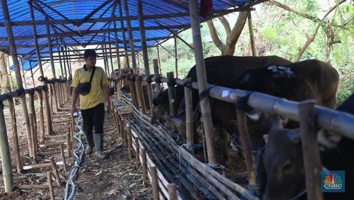 Pekerja menarik sapi dari kandang di tempat penjualan Sapi kurban di Kawasan Pasar Gembrong Bassura, Jakarta Timur, Rabu (8/6/2022). (CNBC Indonesia/Muhammad Sabki) Pekerja menarik sapi dari kandang di tempat penjualan Sapi kurban di Kawasan Pasar Gembrong Bassura, Jakarta Timur, Rabu (8/6/2022). (CNBC Indonesia/Muhammad Sabki)