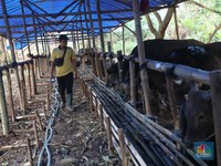 Ada Fenomena Idul Adha 2022: Stok Sapi Seret, Harga Melonjak