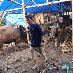 Ada 1,5 Juta Sapi Kurban Diserap di Jakarta dan Sekitar Saat Idul Adha