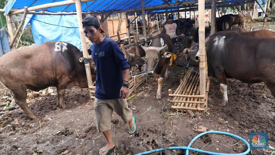 Pekerja menarik sapi dari kandang di tempat penjualan Sapi kurban di Kawasan Pasar Gembrong Bassura, Jakarta Timur, Rabu (8/6/2022). (CNBC Indonesia/Muhammad Sabki)