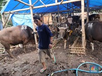 Ada 1,5 Juta Sapi Kurban Diserap di Jakarta dan Sekitar Saat Idul Adha