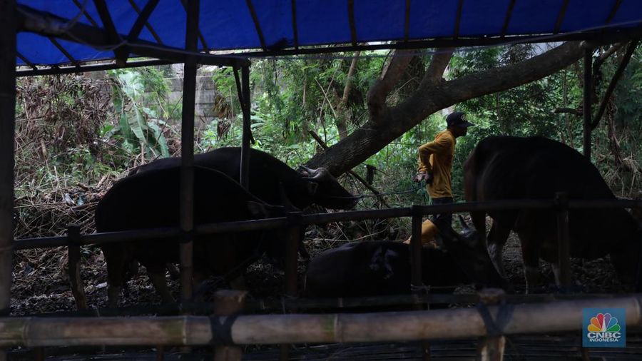 Pekerja menarik sapi dari kandang di tempat penjualan Sapi kurban di Kawasan Pasar Gembrong Bassura, Jakarta Timur, Rabu (8/6/2022). (CNBC Indonesia/Muhammad Sabki)