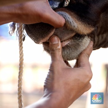 Wabah Penyakit di Idul Adha: Harga Sapi Kini Tembus Rp30 Juta