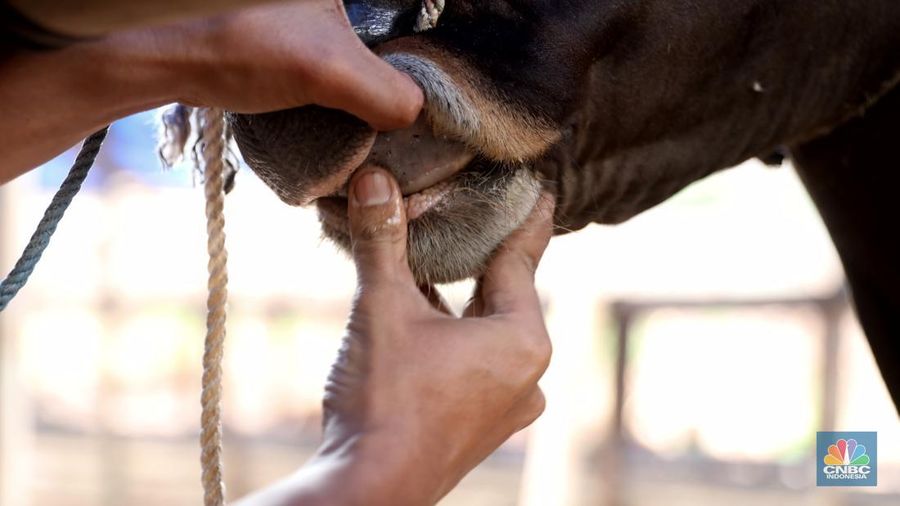 Pekerja menarik sapi dari kandang di tempat penjualan Sapi kurban di Kawasan Pasar Gembrong Bassura, Jakarta Timur, Rabu (8/6/2022). (CNBC Indonesia/Muhammad Sabki)