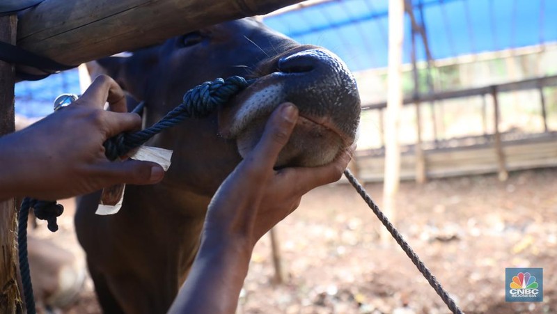 Pekerja menarik sapi dari kandang di tempat penjualan Sapi kurban di Kawasan Pasar Gembrong Bassura, Jakarta Timur, Rabu (8/6/2022). (CNBC Indonesia/Muhammad Sabki)