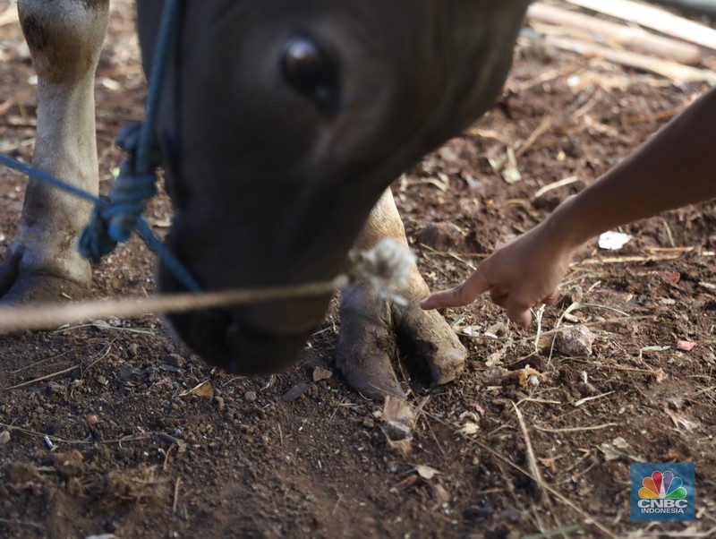 Pekerja menarik sapi dari kandang di tempat penjualan Sapi kurban di Kawasan Pasar Gembrong Bassura, Jakarta Timur, Rabu (8/6/2022). (CNBC Indonesia/Muhammad Sabki) Pekerja menarik sapi dari kandang di tempat penjualan Sapi kurban di Kawasan Pasar Gembrong Bassura, Jakarta Timur, Rabu (8/6/2022). (CNBC Indonesia/Muhammad Sabki)