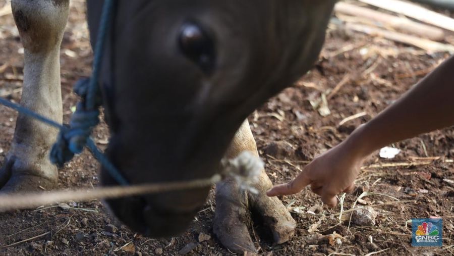 Pekerja menarik sapi dari kandang di tempat penjualan Sapi kurban di Kawasan Pasar Gembrong Bassura, Jakarta Timur, Rabu (8/6/2022). (CNBC Indonesia/Muhammad Sabki)