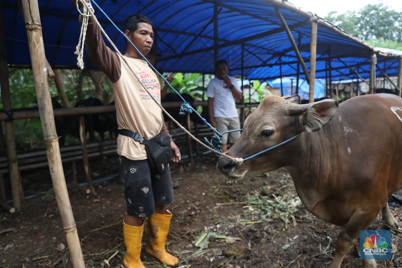 Pekerja menarik sapi dari kandang di tempat penjualan Sapi kurban di Kawasan Pasar Gembrong Bassura, Jakarta Timur, Rabu (8/6/2022). (CNBC Indonesia/Muhammad Sabki) Pekerja menarik sapi dari kandang di tempat penjualan Sapi kurban di Kawasan Pasar Gembrong Bassura, Jakarta Timur, Rabu (8/6/2022). (CNBC Indonesia/Muhammad Sabki)