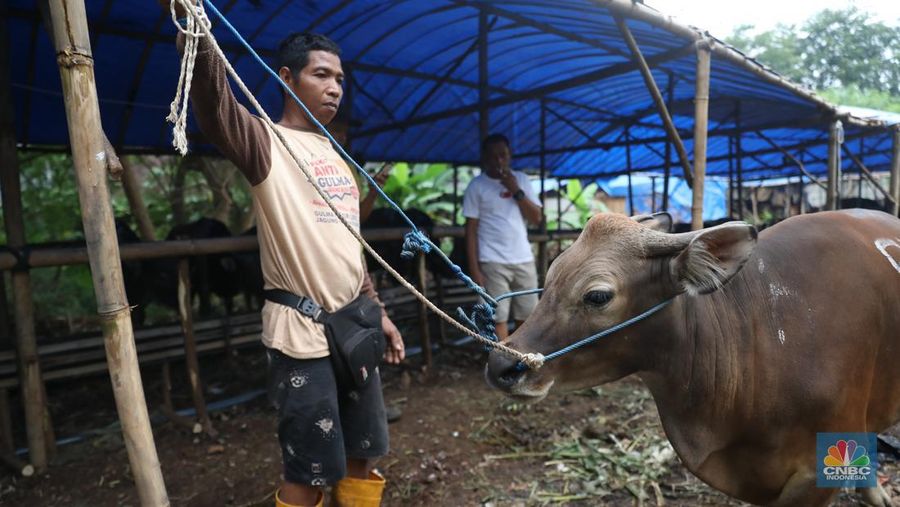 Pekerja menarik sapi dari kandang di tempat penjualan Sapi kurban di Kawasan Pasar Gembrong Bassura, Jakarta Timur, Rabu (8/6/2022). (CNBC Indonesia/Muhammad Sabki)