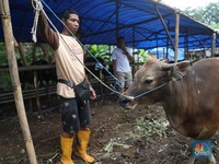 Kurban Sapi Kini Tak Cukup Rp 20 Juta, Siapkan Uang Segini!