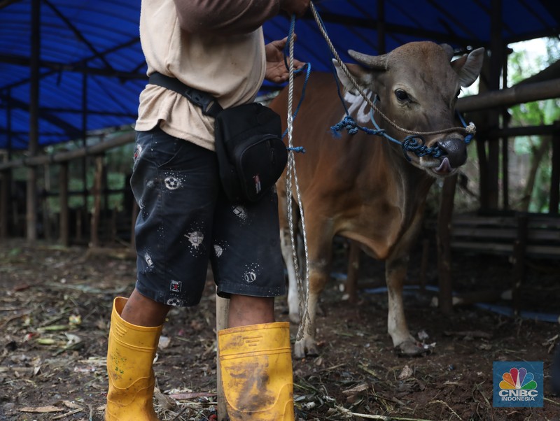 Pekerja menarik sapi dari kandang di tempat penjualan Sapi kurban di Kawasan Pasar Gembrong Bassura, Jakarta Timur, Rabu (8/6/2022). (CNBC Indonesia/Muhammad Sabki) Pekerja menarik sapi dari kandang di tempat penjualan Sapi kurban di Kawasan Pasar Gembrong Bassura, Jakarta Timur, Rabu (8/6/2022). (CNBC Indonesia/Muhammad Sabki)