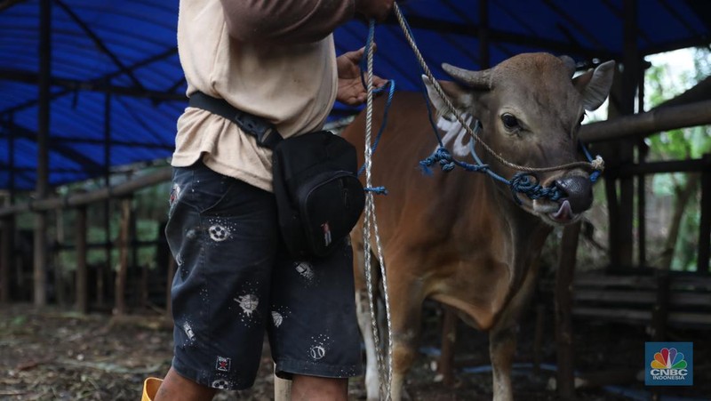 Pekerja menarik sapi dari kandang di tempat penjualan Sapi kurban di Kawasan Pasar Gembrong Bassura, Jakarta Timur, Rabu (8/6/2022). (CNBC Indonesia/Muhammad Sabki)