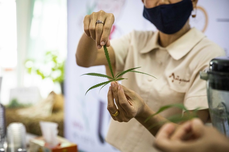Thailand resmi menerapkan undang-undang yang melegalkan penggunaan ganja untuk keperluan medis dan kosmetik mulai hari ini, Kamis (9/6/2922). (Getty Images/Lauren DeCicca)