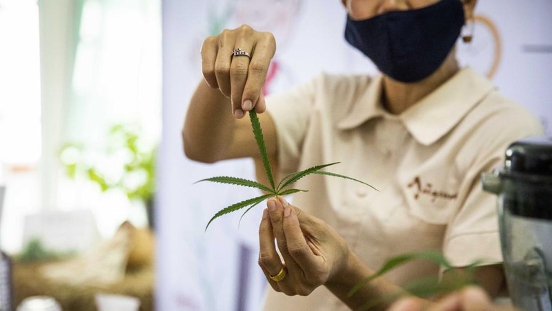 Thailand resmi menerapkan undang-undang yang melegalkan penggunaan ganja untuk keperluan medis dan kosmetik mulai hari ini, Kamis (9/6/2922). (Getty Images/Lauren DeCicca)