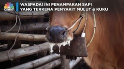 Waspada! Ini Penampakan Sapi yang Terkena Wabah PMK