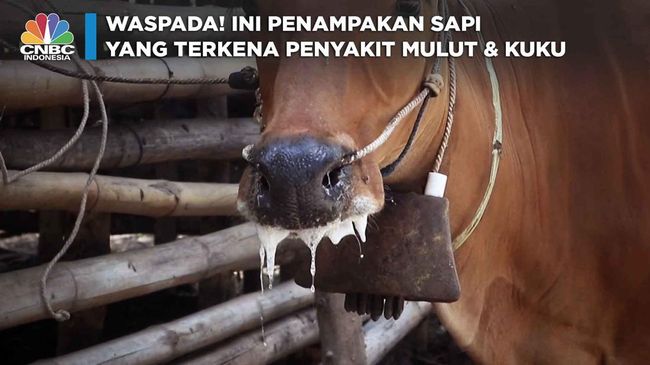 Waspada! Ini Penampakan Sapi yang Terkena Wabah PMK – Media Netizen