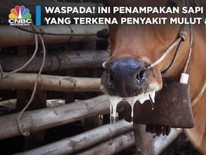 Waspada! Ini Penampakan Sapi yang Terkena Wabah PMK